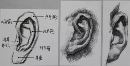 首先要观察结构(如下图▼),耳朵在脸部的后面,所以处理起来明暗对比不