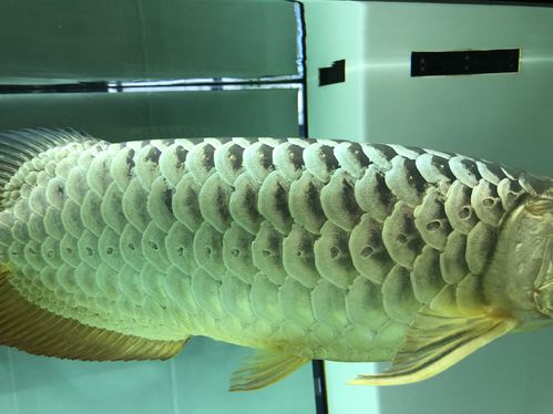 龙鱼腐蚀鳞片,侧线孔变大