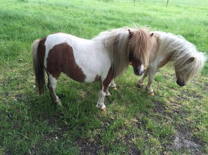 上最大的马的三到四分之一,体重不足10千克,相当于一只中型犬的体型