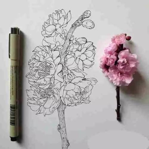 速写花卉速写的画法