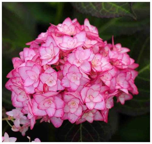 喜欢绣球,不要错过"纱织小姐",真正的绣球中的"美娇娘