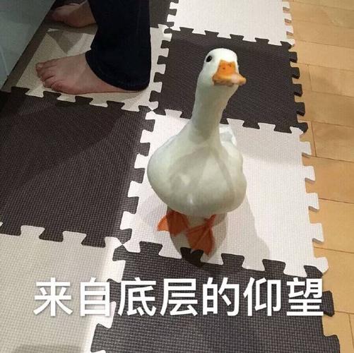 鸭:来自底层的仰望