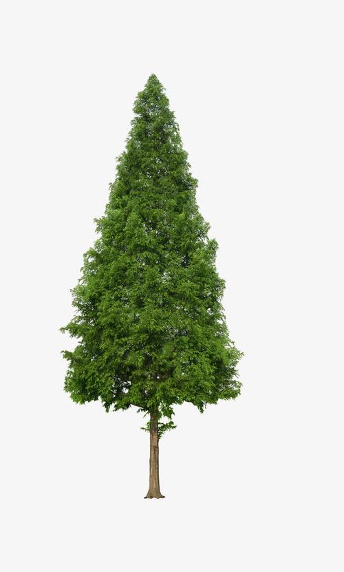 尖头松柏免抠素材免费下载_觅元素51yuansu.com