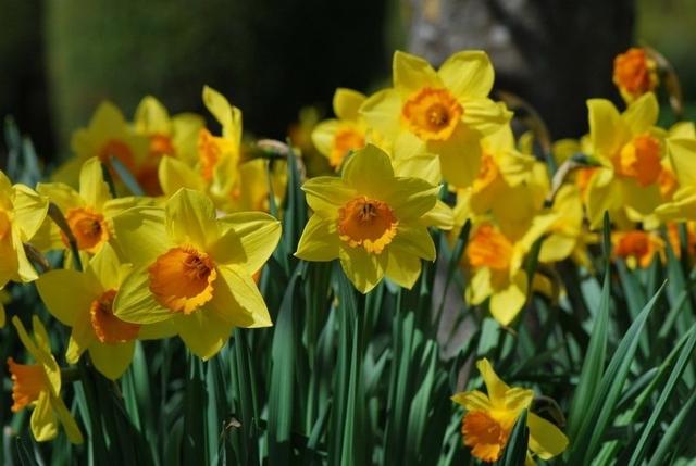 水仙和洋水仙,花名一字之差,具体有何区别?