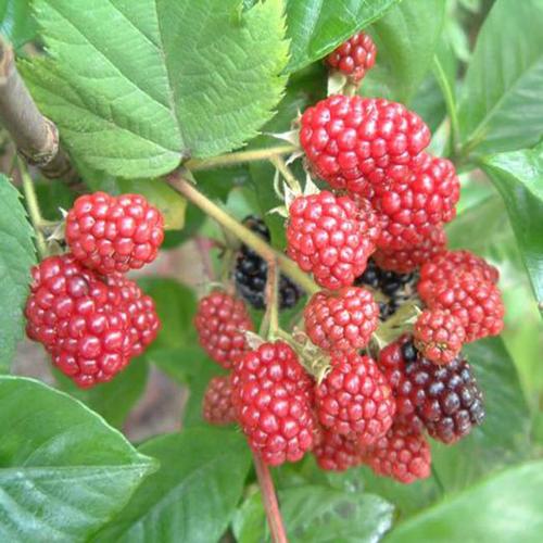 树莓苗木 果树苗 品种.商品大图