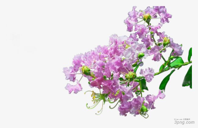 紫薇花瓣png素材透明免抠图片-其他元素