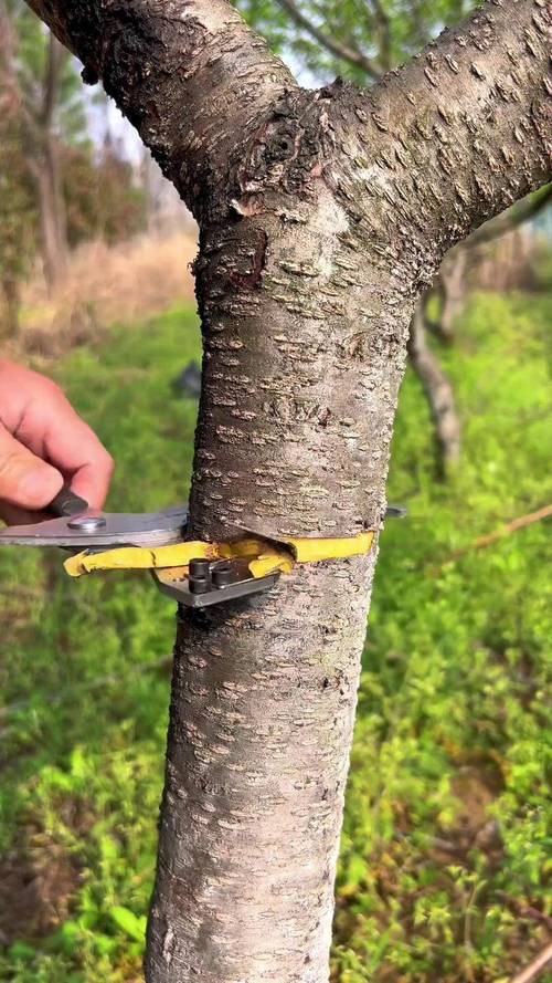 有多年种植经验的果农都知道对果树进行环剥环割,可以促进做花做果