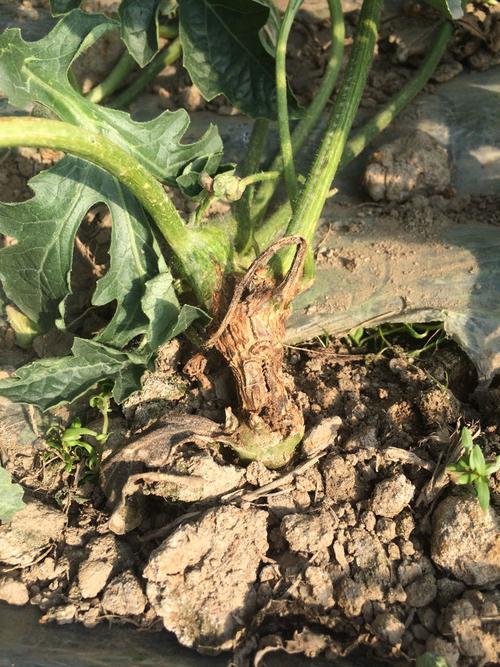 嫁接的西瓜茎基部腐烂严重,用什么药可以控制住吗