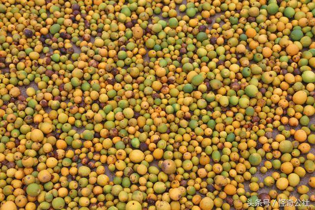 湖北秭归:柑橘产区农民拾回落地柑橘,售10元一斤,比成熟果还贵