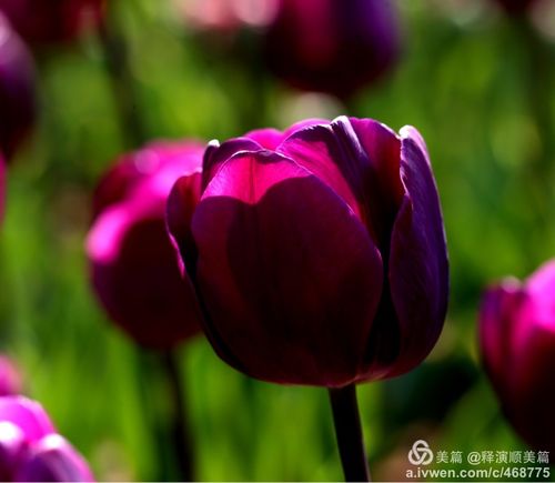 郁金香～如诗一般的花