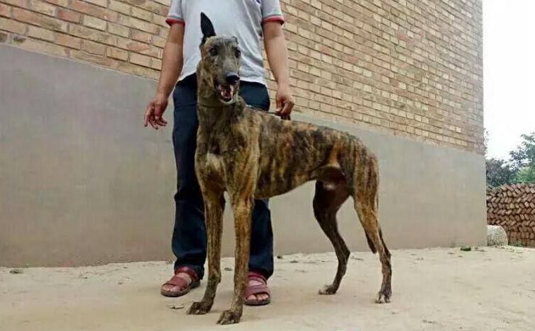 格力犬中英文血统查询