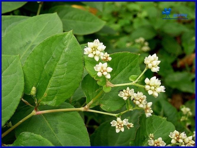 火炭母 polygonum chinense