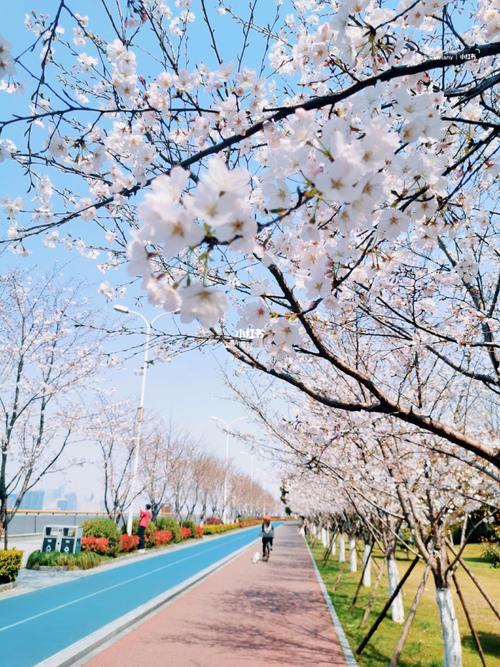 杭州最美樱花跑道94即将霸屏2021年朋友圈_拍照_日系_景点_旅游攻略