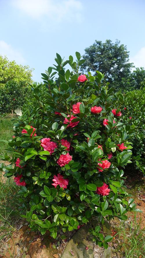 夏咏国色棕榈四季茶花