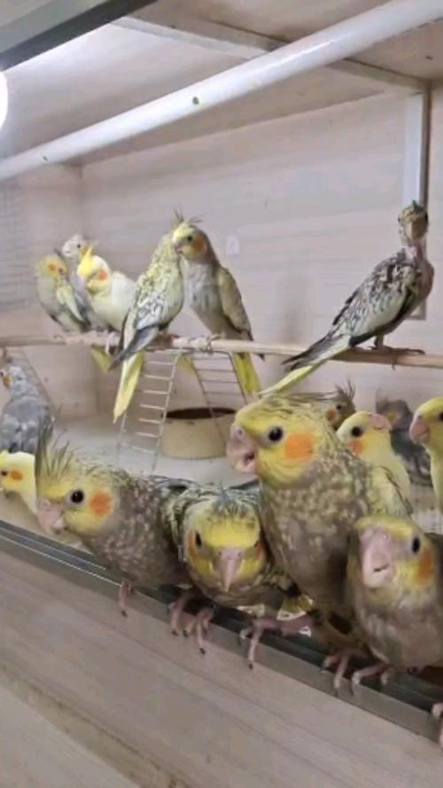 手养鹦鹉#小家伙们已经开始学吃了,亲人已断奶的玄凤