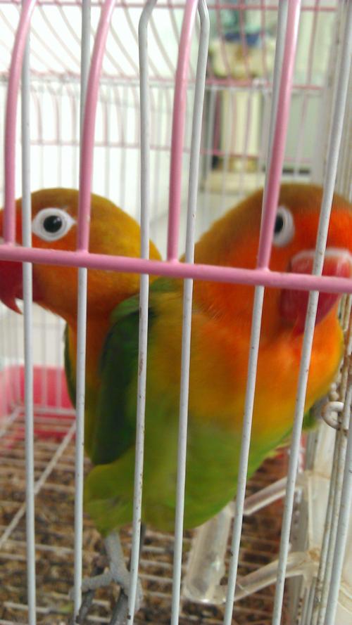 谁能帮我看看棕头牡丹鹦鹉是公是母