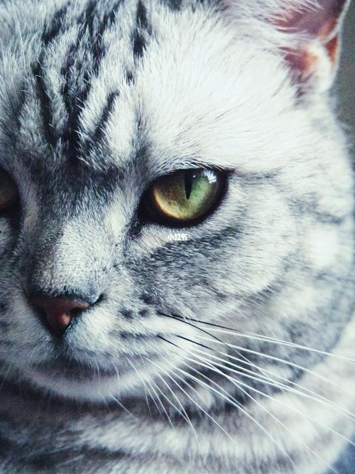 小猫猫也有霸气的时候_猫猫_宠物_猫