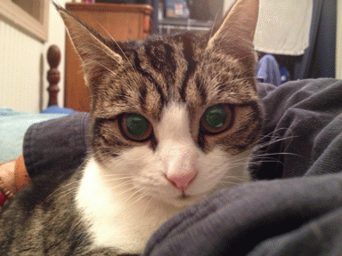 小猫gif动态图片,猫动图表情包下载 - 影视综艺明星