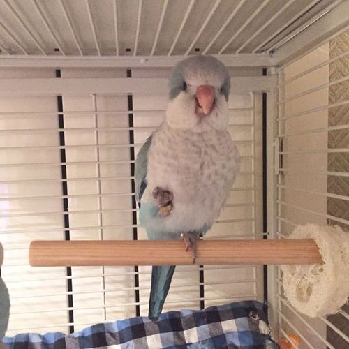 开帖记录飘飘(蓝银丝)成长_和尚鹦鹉吧_百度贴吧