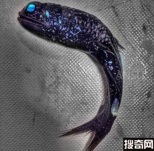 天下奇闻 / 正文罗曼很喜欢在拖网渔船上发现那些不寻常的鱼.