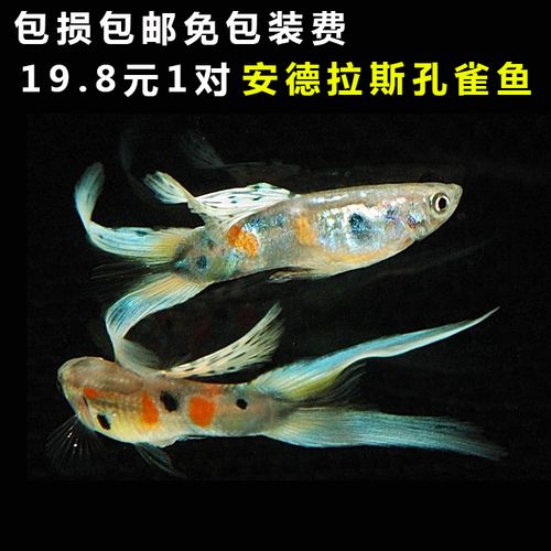 热卖水族孔雀鱼活体安德拉斯凤尾鱼纯种剑尾热带观赏淡水群游孕母包邮