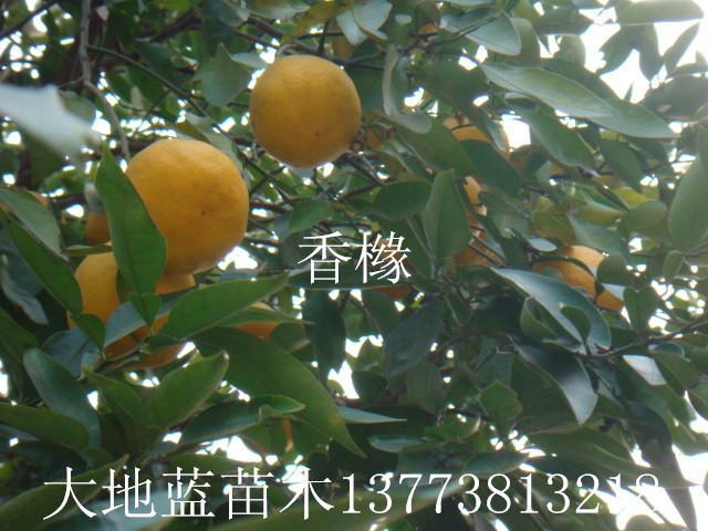 香橼树香园香橼果香橼价格新地蓝园林15371772792