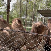 曲阜新鹿动物园