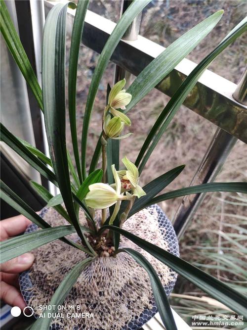 春剑(天府荷)-春剑篇-中国兰花交易网社区