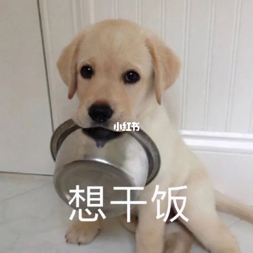 好饿_表情包_素材_表情包