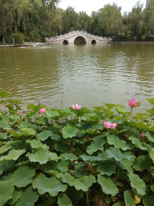 荷花盛开!小桥流水