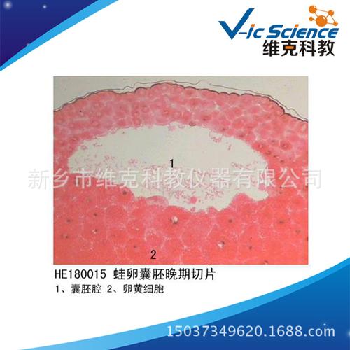 特点:我公司的优质动物切片产品均根据所要显示的组织结构选取标准