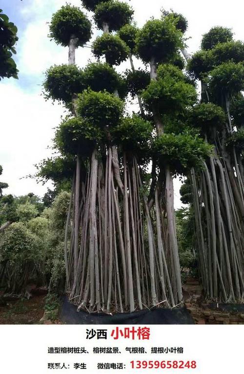 金qian榕小叶榕树盆栽图片-江西赣州
