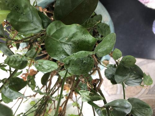 哪位养花达人可以帮忙诊断一下我的茉莉花这是得了.