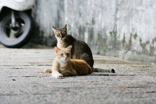 街猫放闪光!淡水「神猫侠侣」 相召唤依偎有sop流程