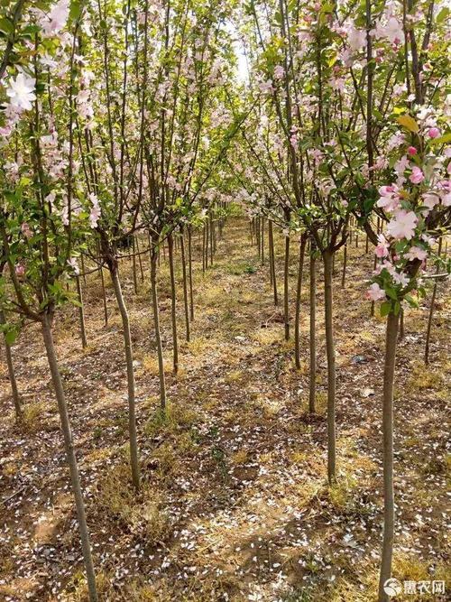 高杆西府海棠,垂丝海棠,海棠花苗,树苗