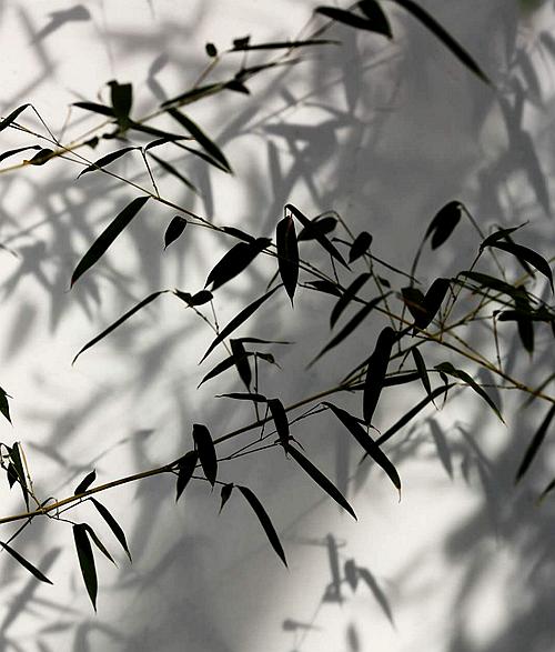 【原创】《七绝-竹影》