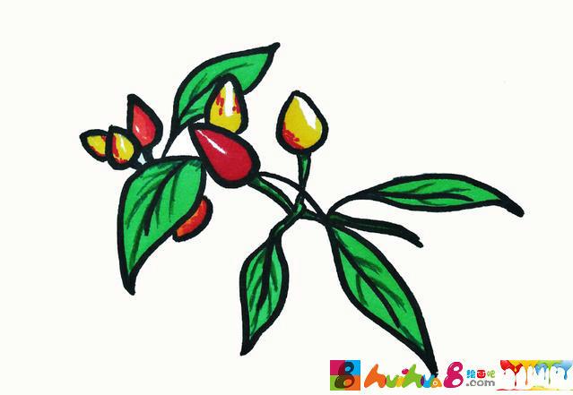 五彩朝天椒小辣椒彩色涂色简笔画