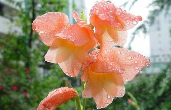 叶呈线状剑形,灰绿色,着花 2~4朵,洗哪个翼侧开放,黄紫色,瓣端具洋