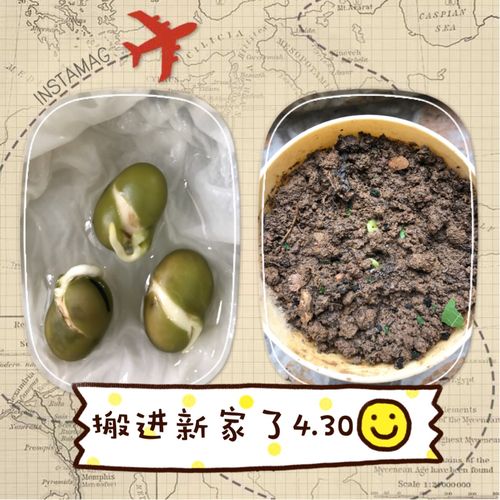 蚕豆种子的观察日记 四(1)班 潘云祺
