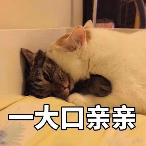 情侣表情包