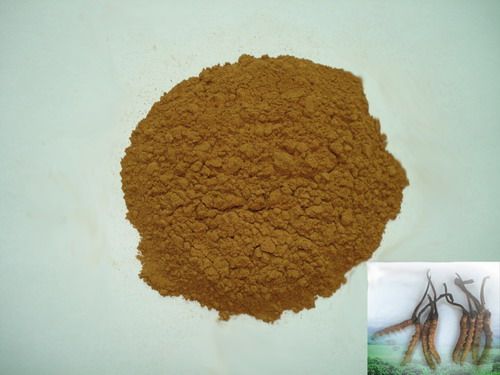 cordyceps cs-4  powder; 供应发酵虫草菌粉cs-4(蝙蝠蛾拟青霉) 保健