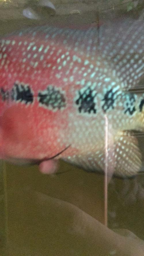 我的罗汉鱼得了什么病,请各位大神指点