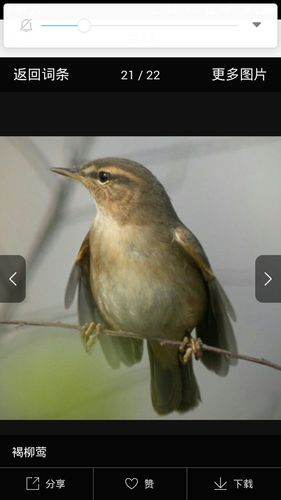 长的像麻雀但是嘴巴尖长是什么鸟啊