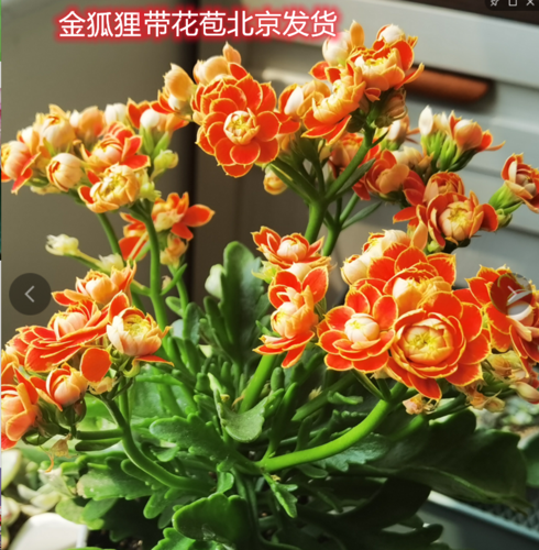 长寿花重瓣红金金边新品日内瓦超级玛丽光芒狐狸室内