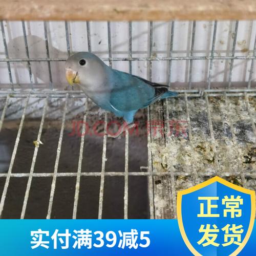 絮香(xu xiagn)蓝银顶牡丹鹦鹉爱情鸟,聪明,可爱,漂亮