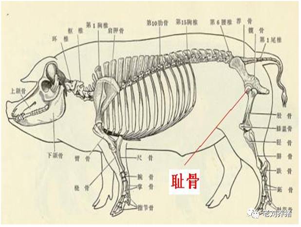 在前面的内容中,出现了以下几个解剖名词:上颌,脐,耻骨前缘,腹中线(腹