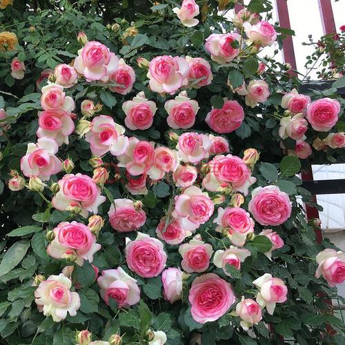 庭院别墅长廊美化爬藤植物欧月母系大苗藤本月季大苗花墙拱门植物花卉