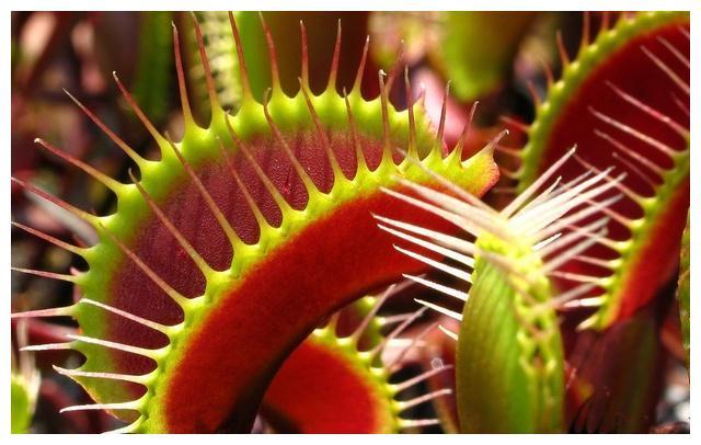 捕虫高手捕蝇草被花友们当成宠物养的趣味小盆栽