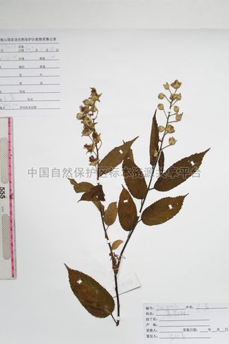 棠叶悬钩子