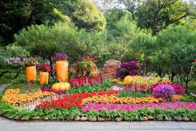 邂逅不一样的美2021广州簕杜鹃花展开幕